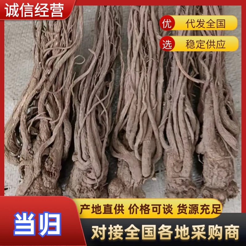 甘肃岷县当归/大货批发/规格齐全现货速发