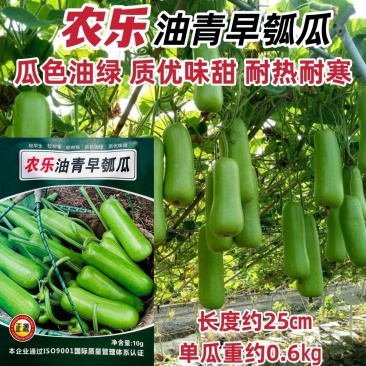 基地专用短瓠子瓜种子正源金鸿1号瓠瓜种子户子蒲瓜种子