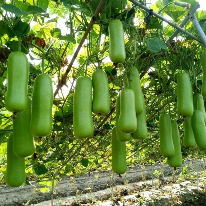 基地专用短瓠子瓜种子正源金鸿1号瓠瓜种子户子蒲瓜种子