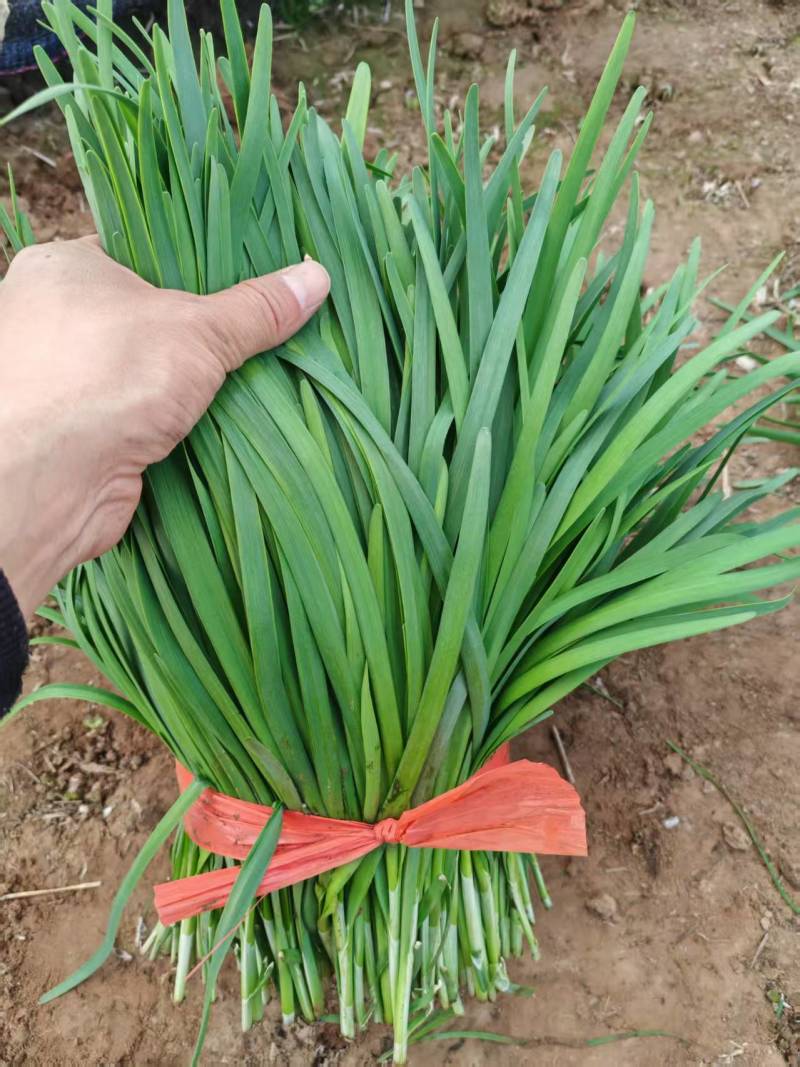河北邯郸韭菜大叶韭菜产地直发品质保证诚信合作欢迎来电