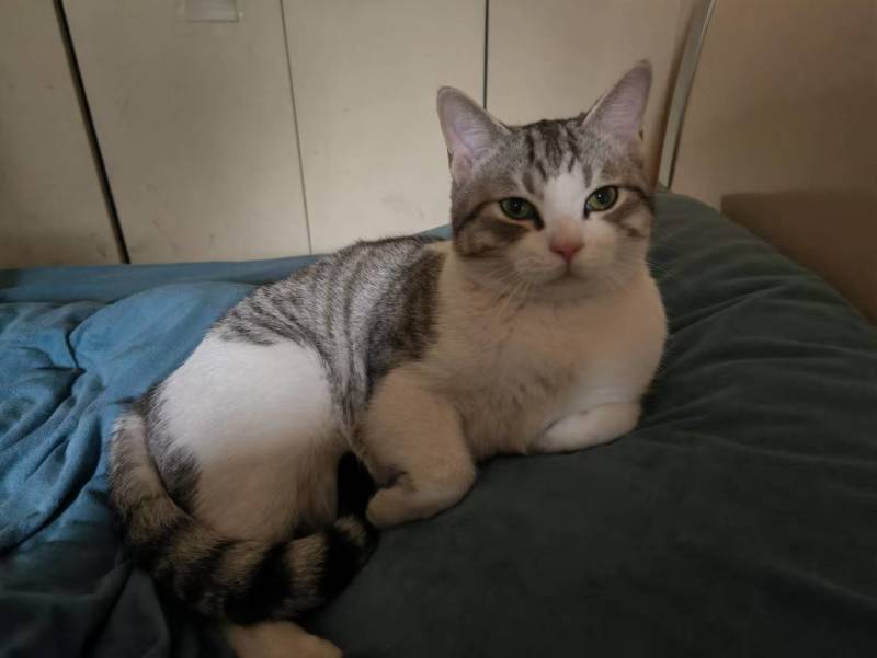 领养猫咪，成都本地，可自提可跑腿送上门美短起司九个月的弟弟