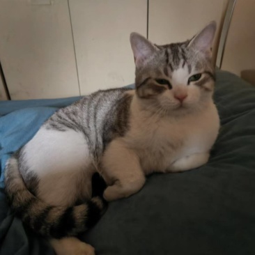 领养猫咪，成都本地，可自提可跑腿送上门美短起司九个月的弟弟