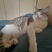 领养猫咪，成都本地，可自提可跑腿送上门美短起司九个月的弟弟