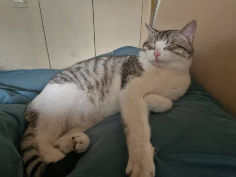 领养猫咪，成都本地，可自提可跑腿送上门美短起司九个月的弟弟
