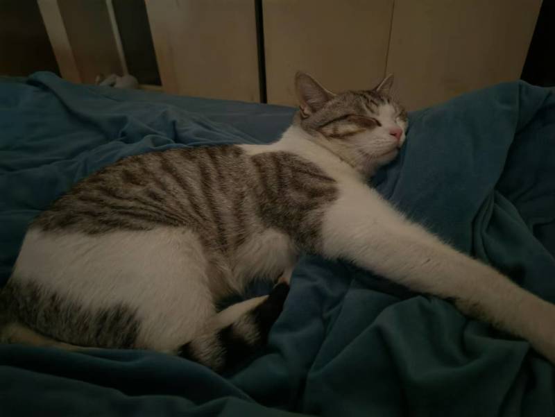 领养猫咪，成都本地，可自提可跑腿送上门美短起司九个月的弟弟