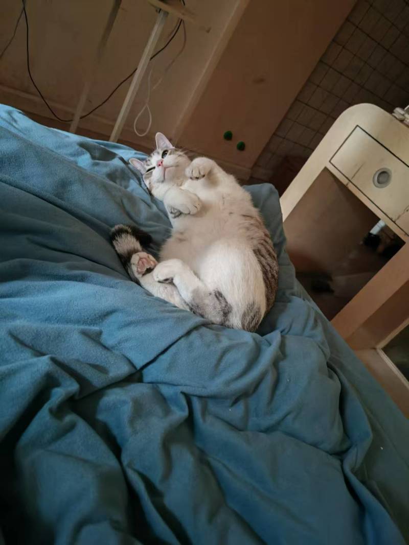 领养猫咪，成都本地，可自提可跑腿送上门美短起司九个月的弟弟
