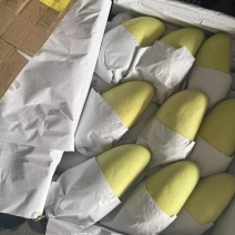 金煌芒大量现货供货全国批发市场大型超市