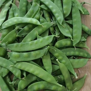 精品青碗豆颗粒饱满万亩基基地直发量大从优欢迎订购