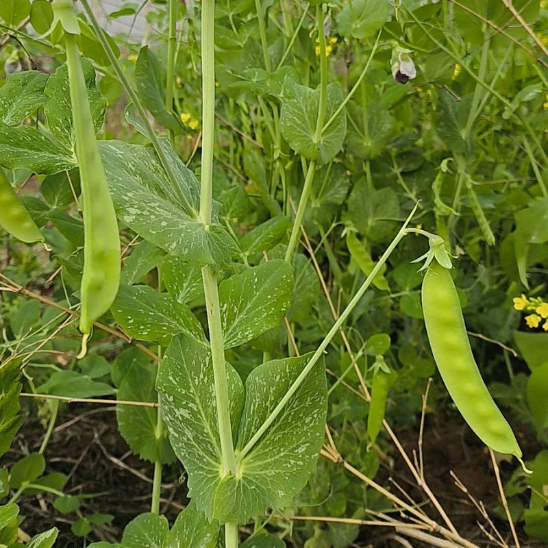 精品青碗豆颗粒饱满万亩基基地直发量大从优欢迎订购