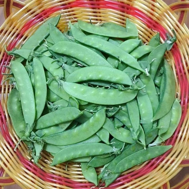 精品青碗豆颗粒饱满万亩基基地直发量大从优欢迎订购