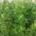 新鲜艾草