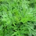 新鲜艾草