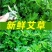 新鲜艾草