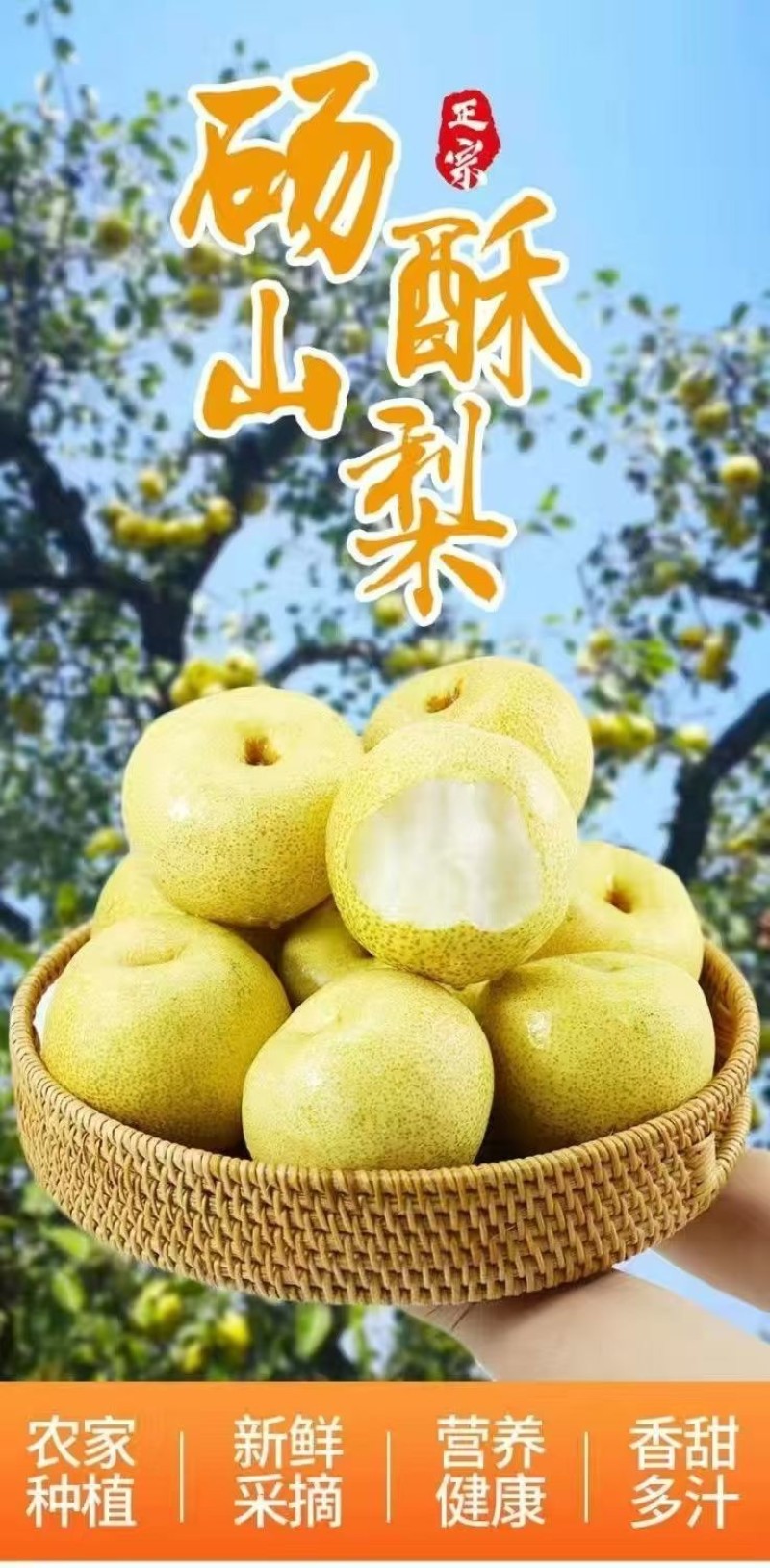 正宗砀山梨新鲜水果梨子当季水果安徽现摘脆甜多汁