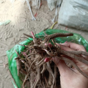 优质赤芍苗，现挖现发，包活包成活！