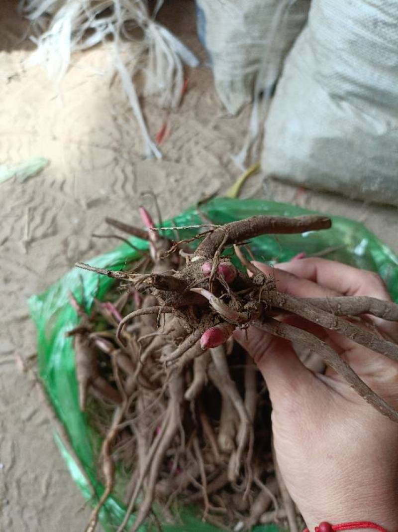 优质赤芍苗，现挖现发，包活包成活！