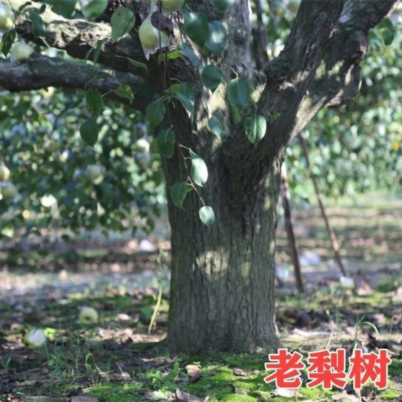 正宗砀山梨新鲜水果梨子当季水果安徽现摘脆甜多汁