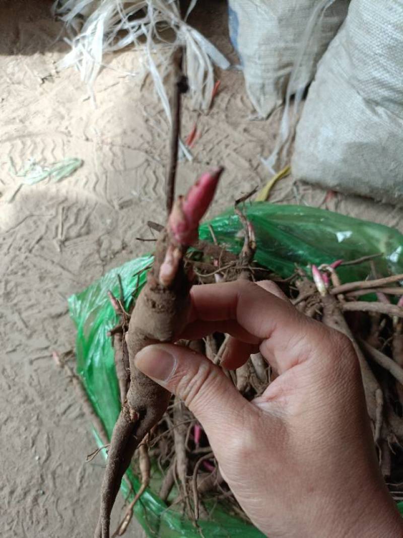 优质赤芍苗，现挖现发，包活包成活！