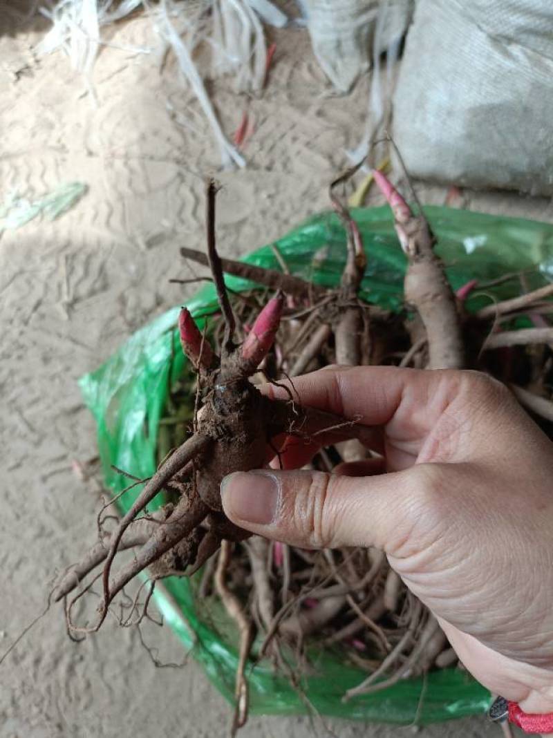 优质赤芍苗，现挖现发，包活包成活！