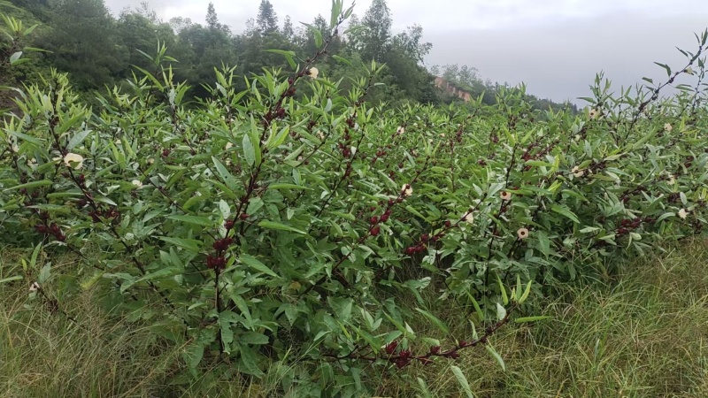 新货玫瑰茄