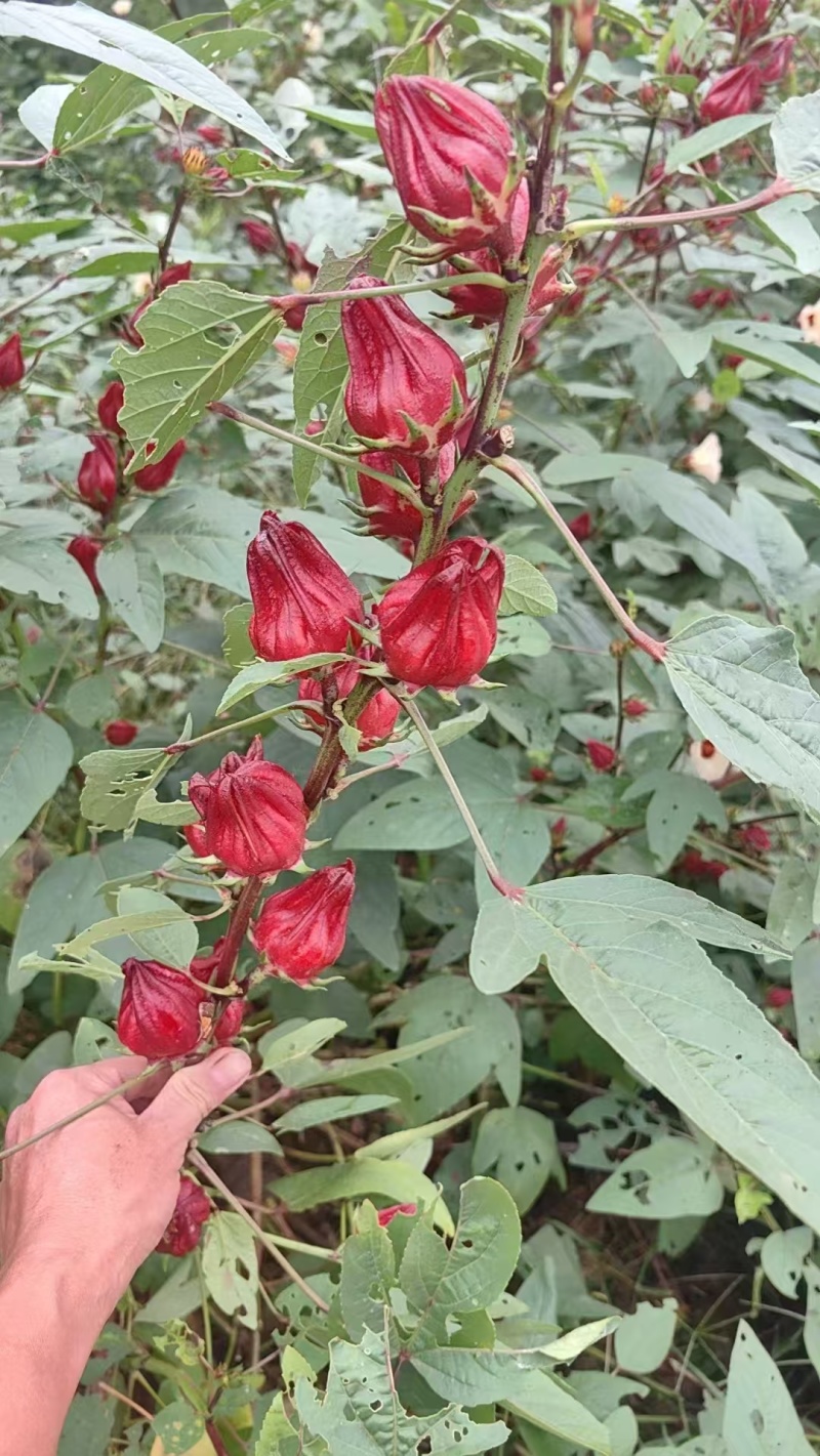 新货玫瑰茄
