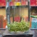 1斤明前碧螺春新茶高山绿茶浓香型嫩芽茶碧螺春