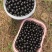 嘉宝果