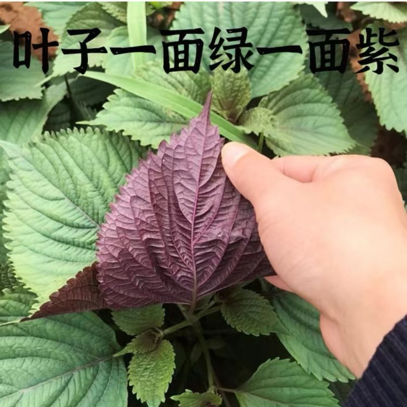紫苏种子精选单面双面紫苏籽发芽率高技术指导回收