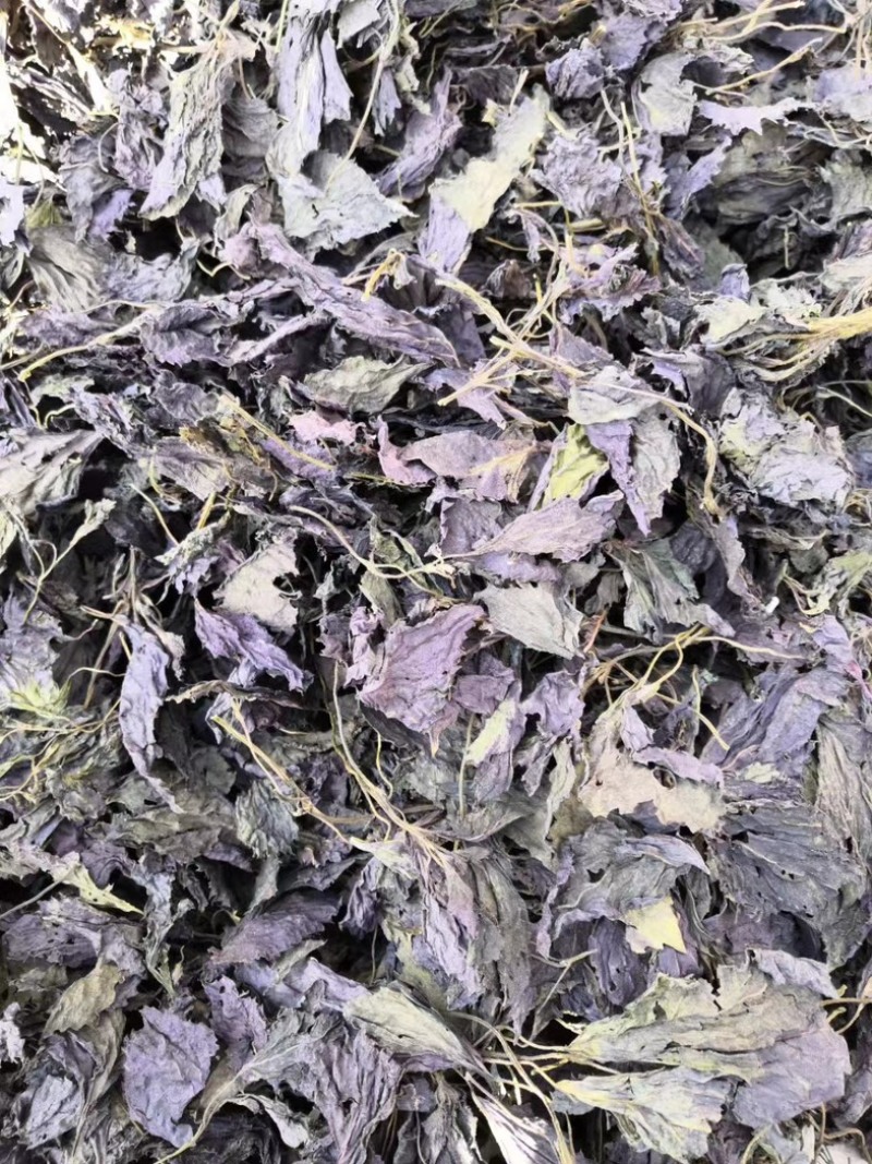 紫苏种子精选单面双面紫苏籽发芽率高技术指导回收