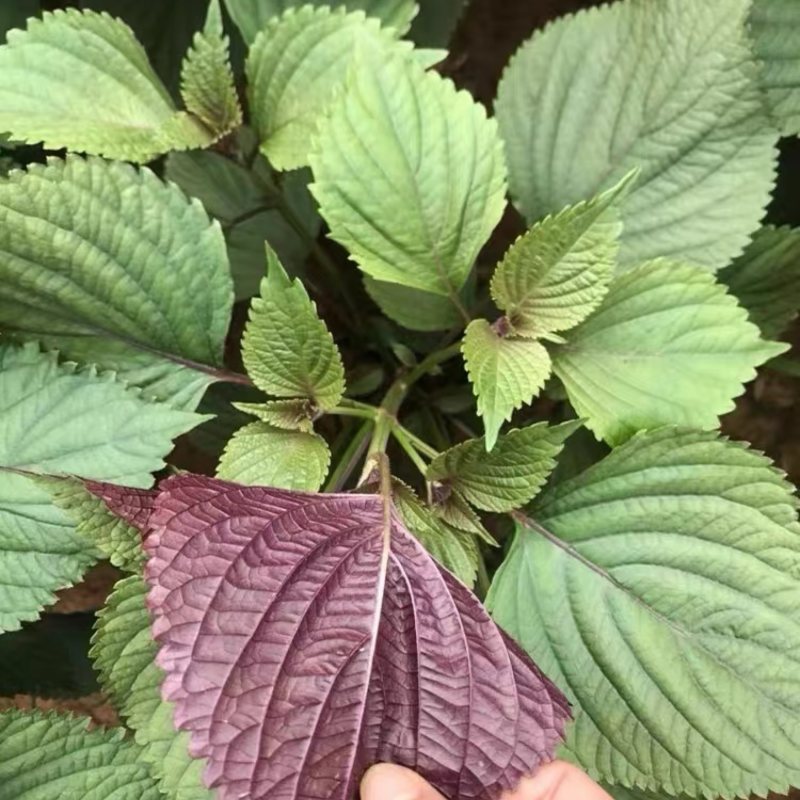 紫苏种子纯新单苗双面紫苏籽发芽率高香味道浓可回收