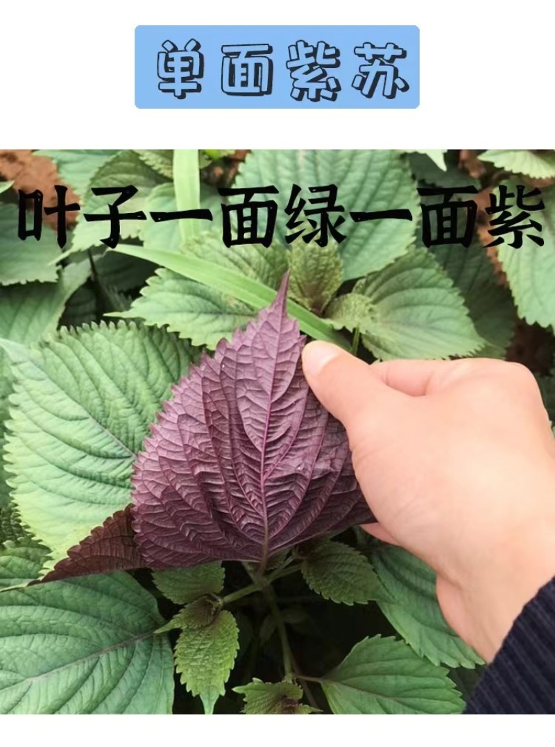 紫苏种子纯新单苗双面紫苏籽发芽率高香味道浓可回收