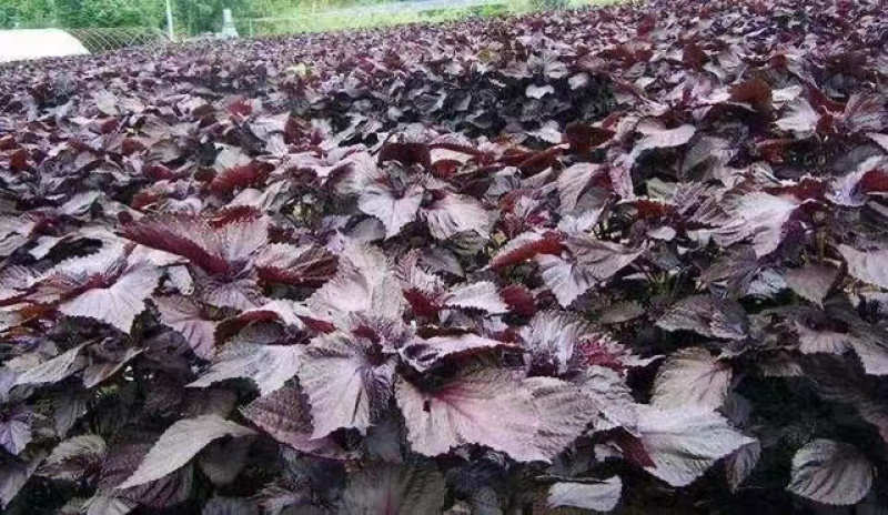 紫苏种子纯新单苗双面紫苏籽发芽率高香味道浓可回收