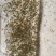 紫苏种子纯新单苗双面紫苏籽发芽率高香味道浓可回收