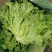(精品生菜)一手货产地直发,品质保证加工厂食堂市场