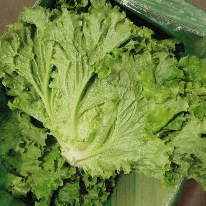 (精品生菜)一手货产地直发，品质保证加工厂食堂市场