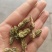 【槐角】实物拍摄新货颜色好看