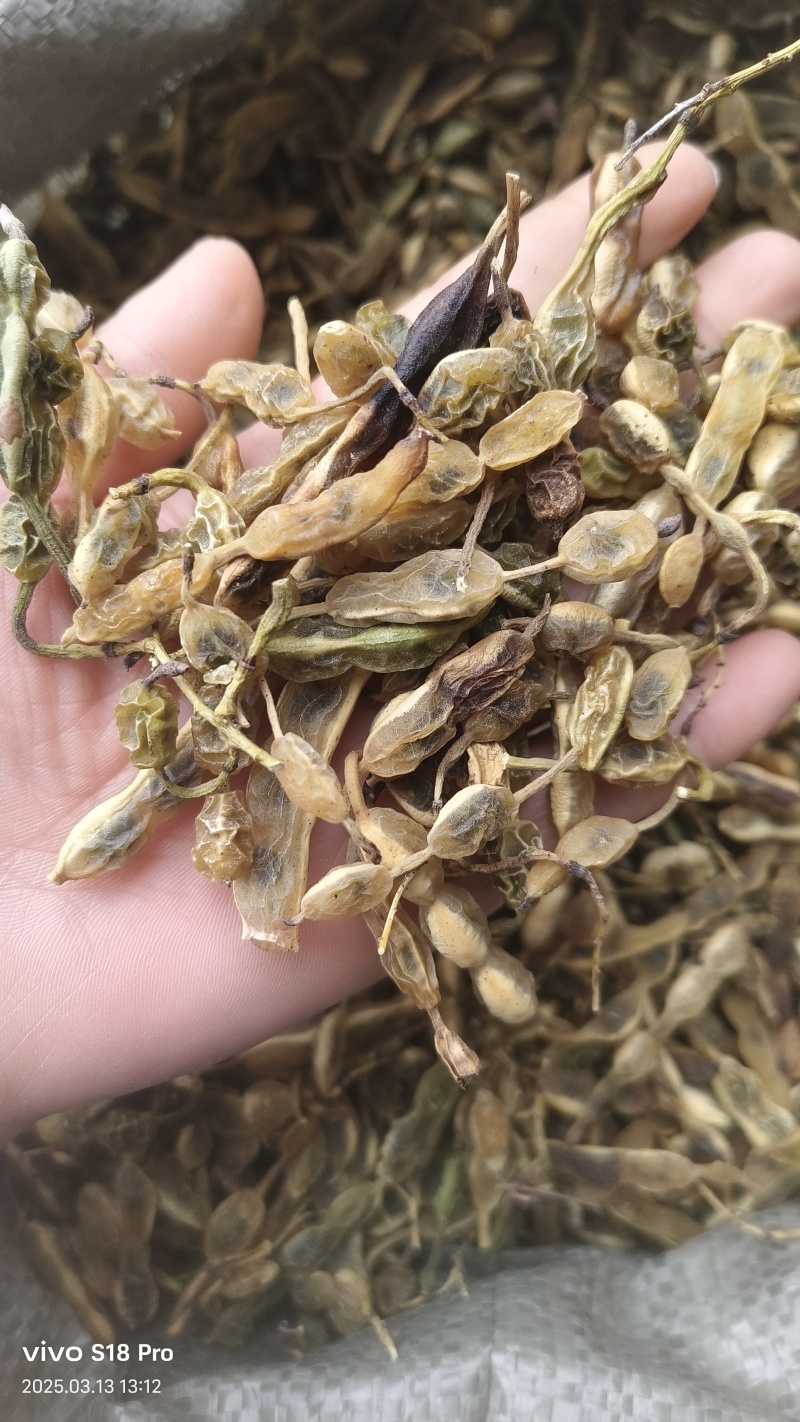 【槐角】实物拍摄新货颜色好看