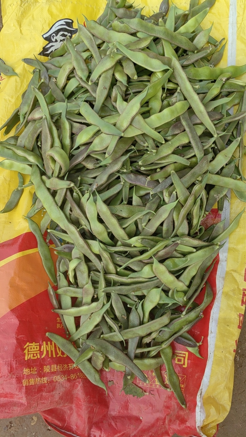 油豆