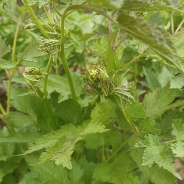 升麻苗，窟窿芽苗，升麻菜，窟窿芽菜
