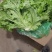 (精品生菜)一手货产地直发,品质保证加工厂食堂市场