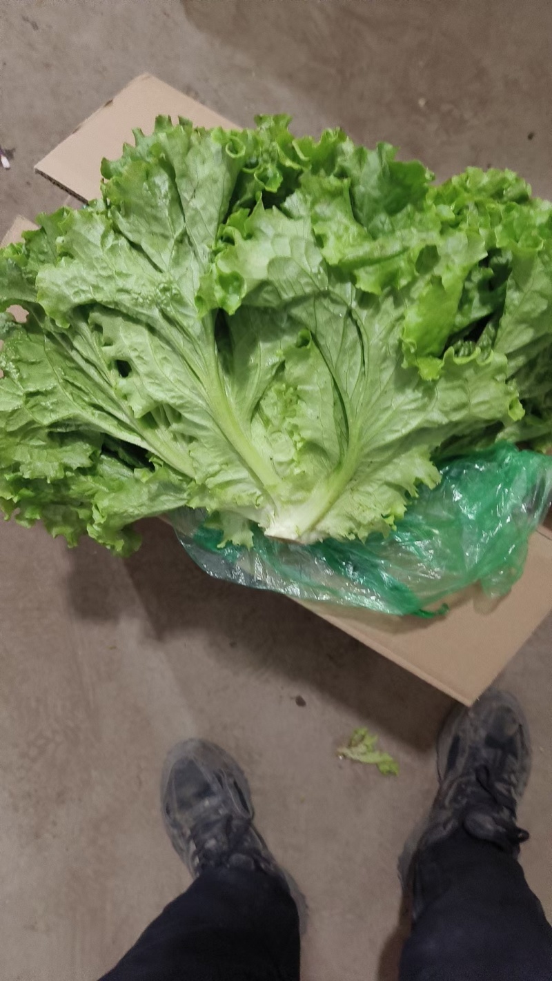 (精品生菜)一手货产地直发，品质保证加工厂食堂市场