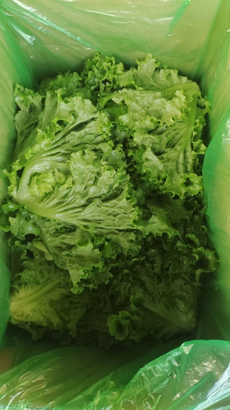 (精品生菜)一手货产地直发，品质保证加工厂食堂市场
