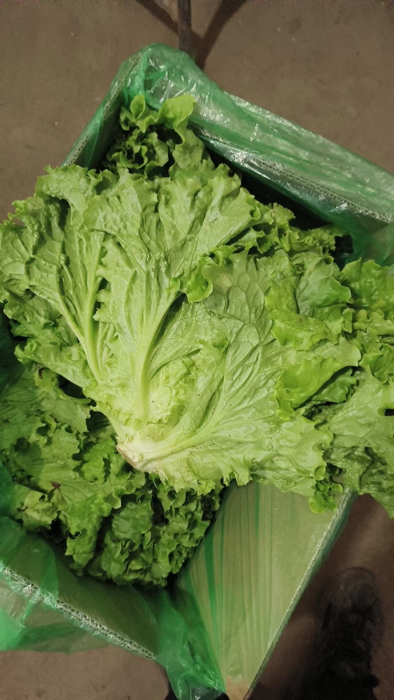 (精品生菜)一手货产地直发，品质保证加工厂食堂市场