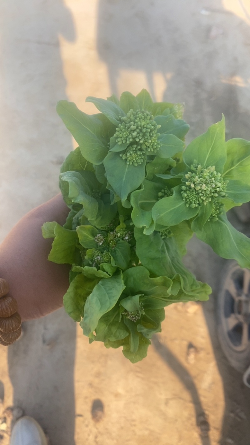 快菜苔，精品快菜苔，真空预冷，欢迎老板来电。
