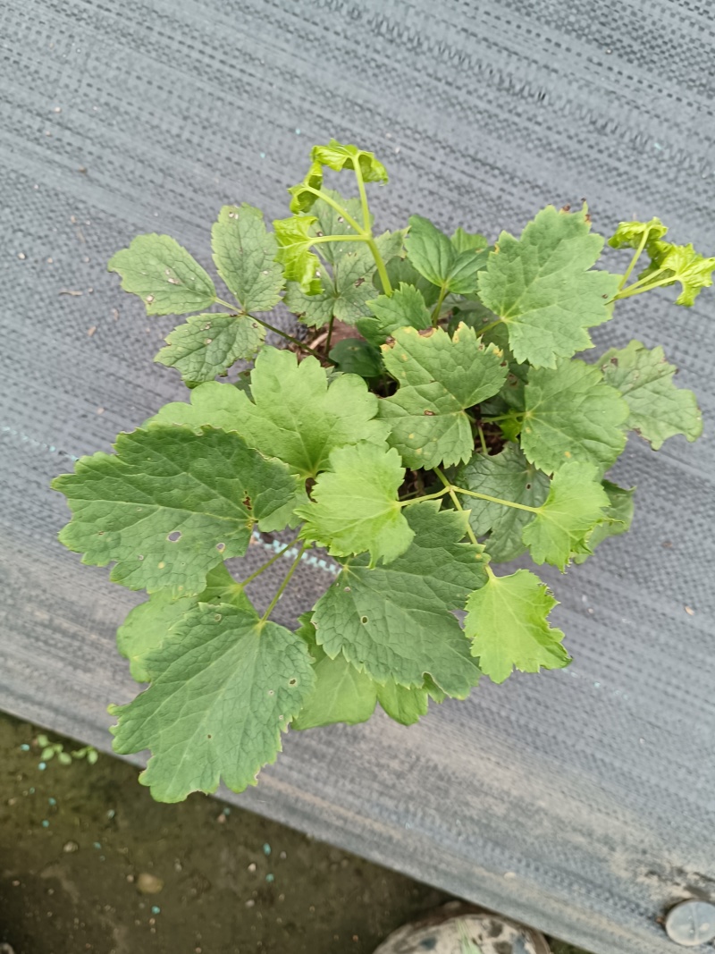 升麻苗，窟窿芽苗，升麻菜，窟窿芽菜