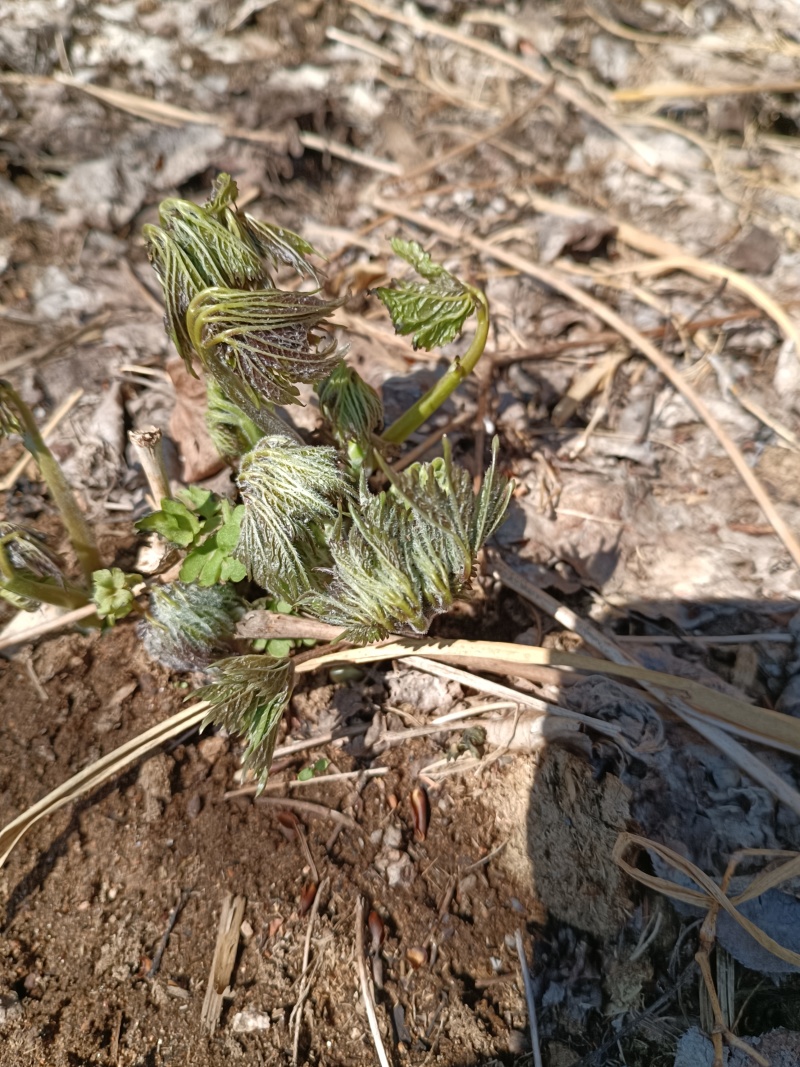升麻苗，窟窿芽苗，升麻菜，窟窿芽菜