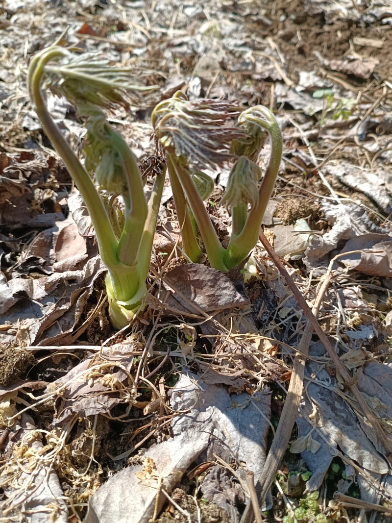 升麻苗，窟窿芽苗，升麻菜，窟窿芽菜