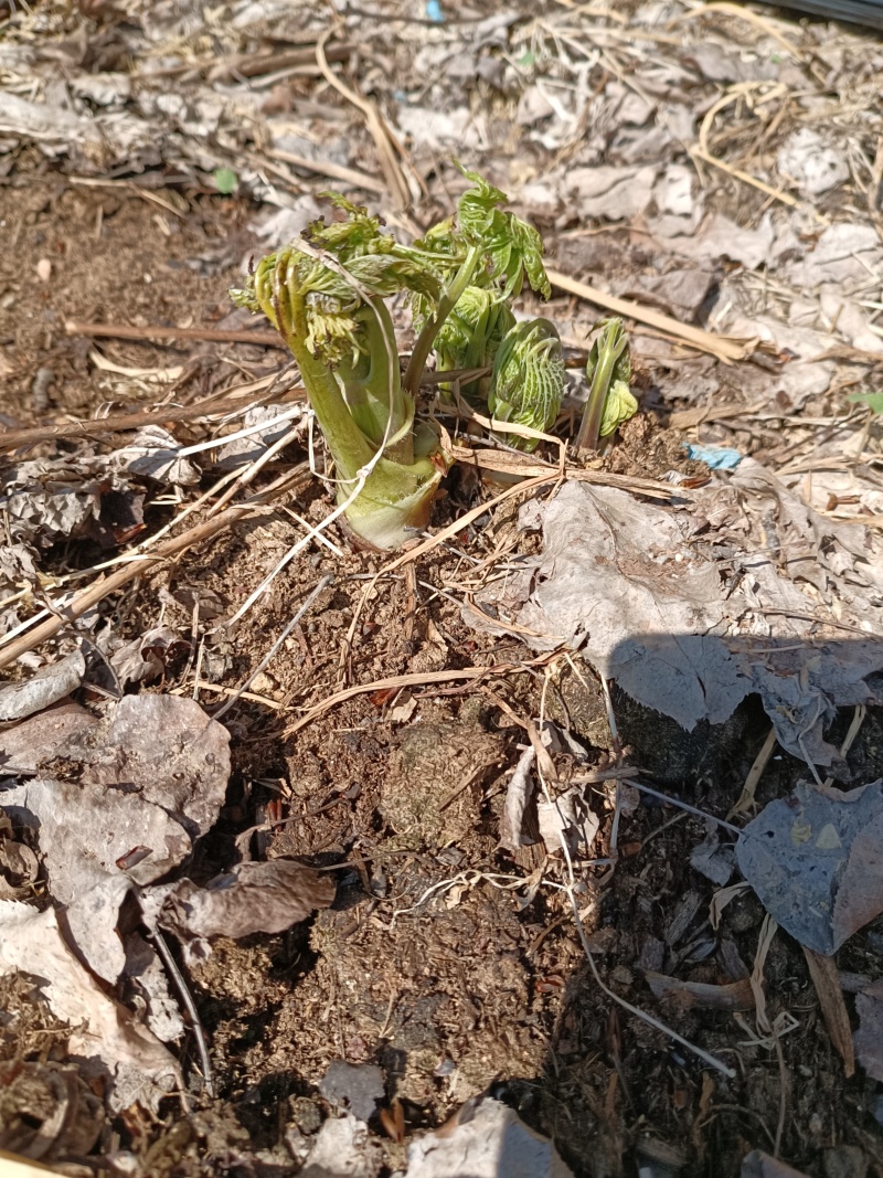 升麻苗，窟窿芽苗，升麻菜，窟窿芽菜