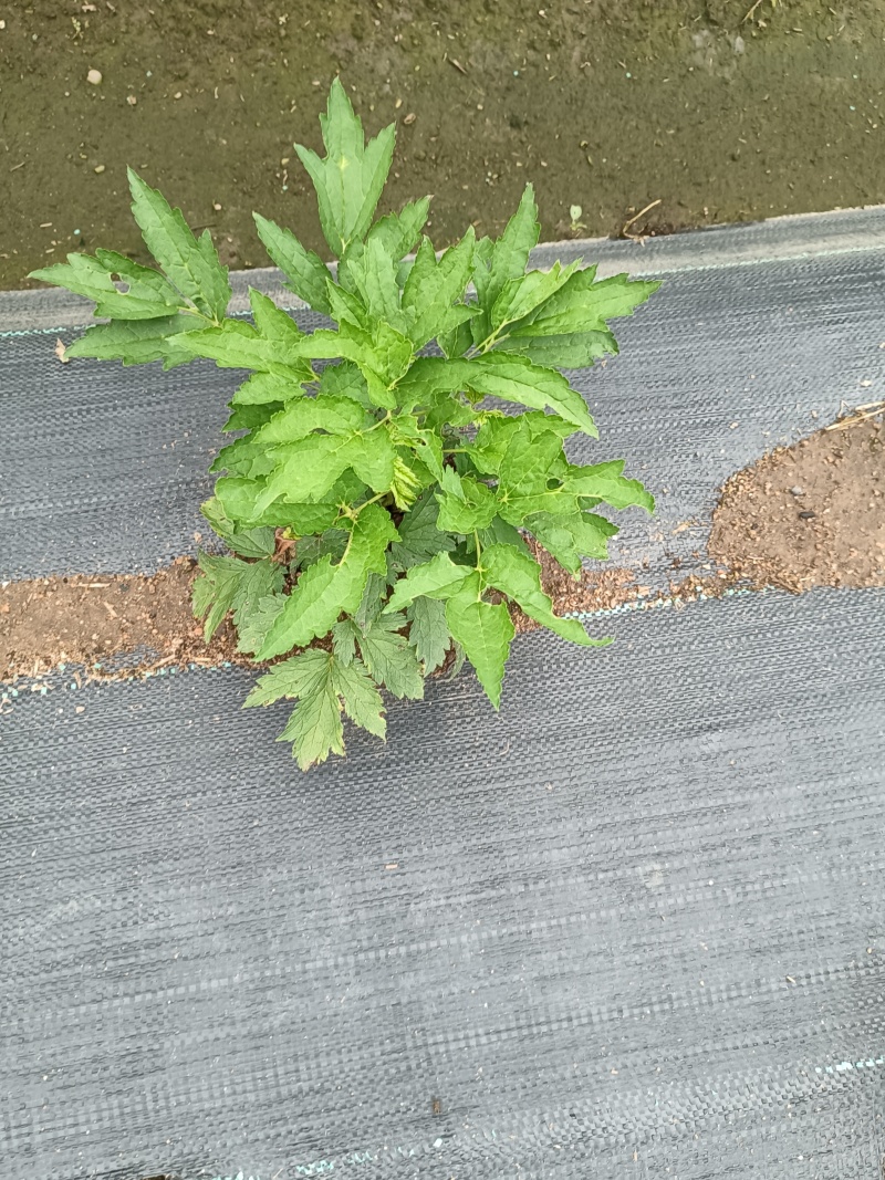 升麻苗，窟窿芽苗，升麻菜，窟窿芽菜