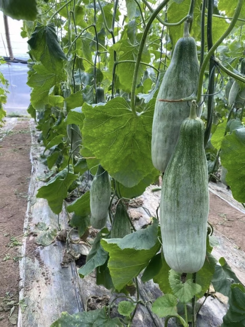 精选羊角蜜山东博洋甜瓜极脆极甜一手货源量大从优